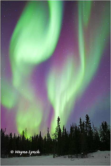 Aurora Borealis 53 by Dr. Wayne Lynch ©